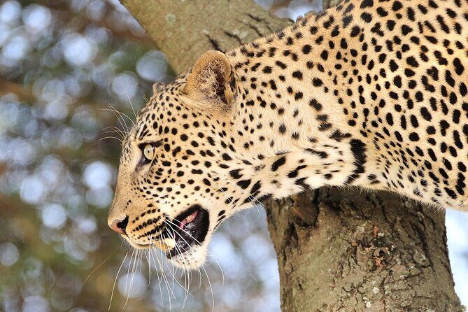 Private 6-Day Great Migration Ndutu Serengeti Safari Tour - FAQ