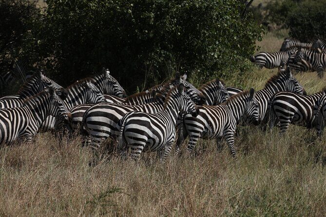 Private 6 Day Great Wildebeest Migration Ndutu Calving Season - FAQs