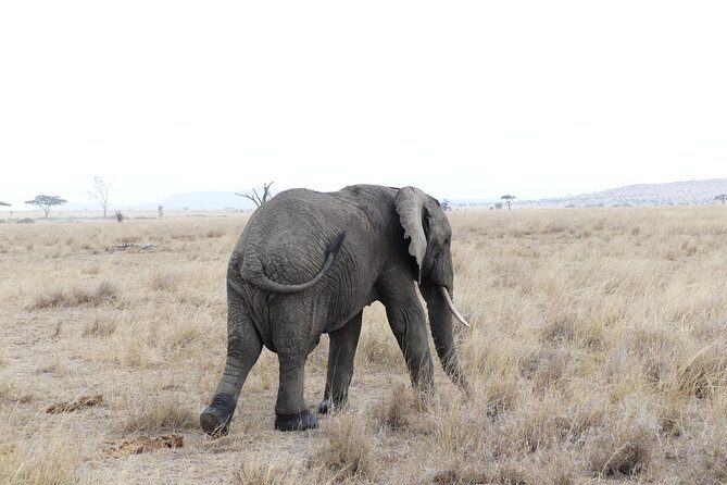 Private 6-Day Tarangire Manyara Crater and Serengeti with Mid-Range Lodges - Final Thoughts