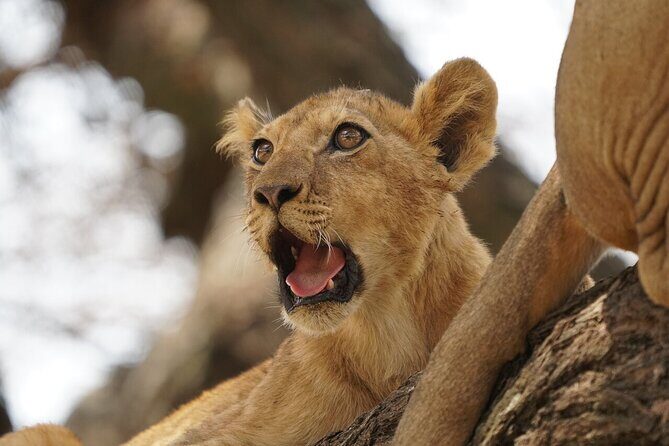 Private 6-Day Tarangire Manyara Crater and Serengeti with Mid-Range Lodges - FAQ