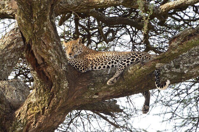 Private 7-Day Tanzania Camping Safari - Who is This Tour Best For?