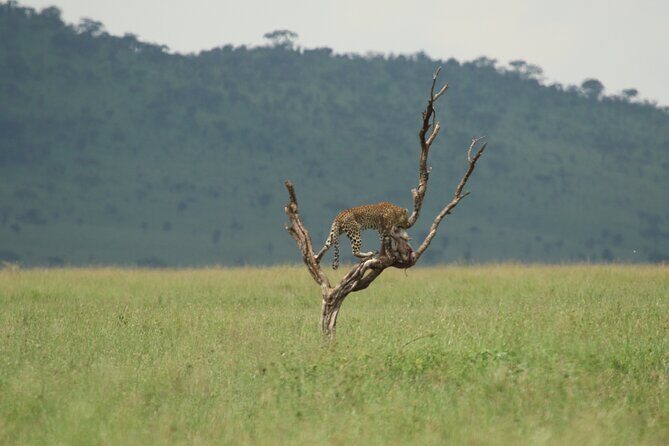 Private 7-Day Tanzania Camping Safari - The Sum Up