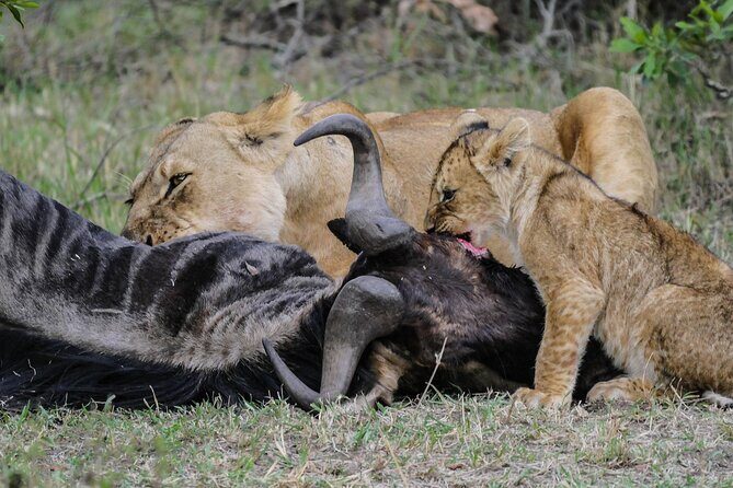Private 7 Days Kenya Safari Amboseli, Naivasha, Nakuru, Mara - Final Thoughts