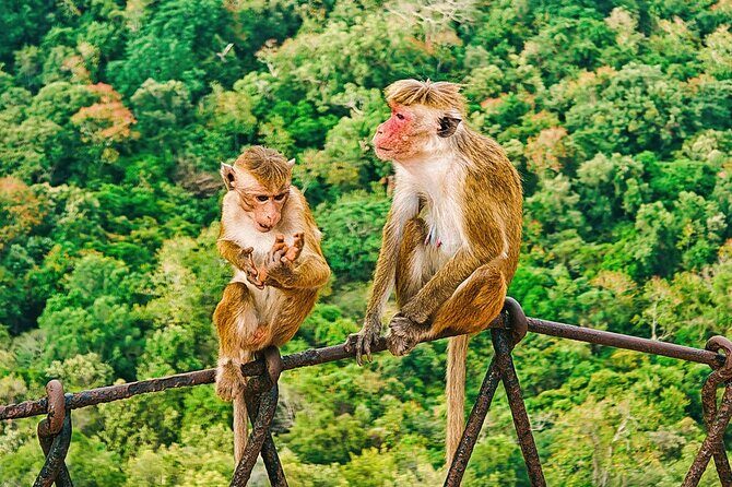 Private 7 Days Sri Lanka Trip with Historical Wonders - Final Thoughts