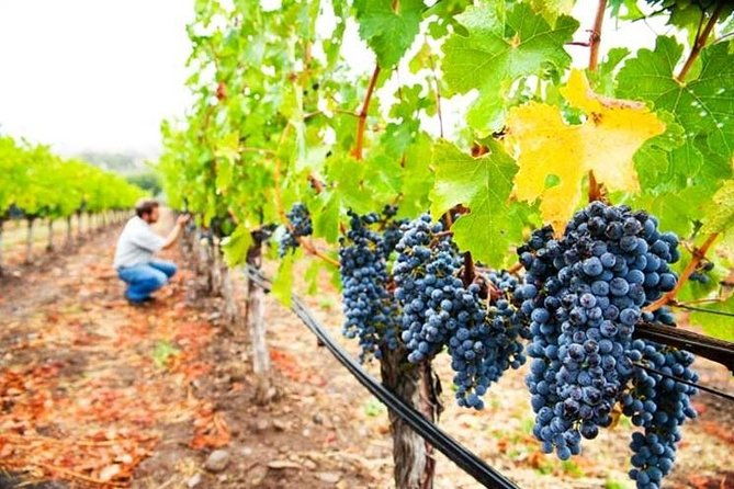 private-8-hour-tour-of-four-etna-wineries-with-tasting
