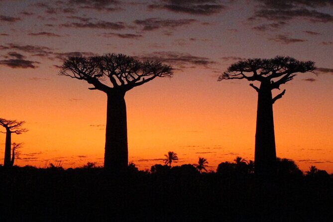 Private 9-Day Morondava Baobabs and Andasibe Lemurs Tour - What We Love About This Madagascar Tour