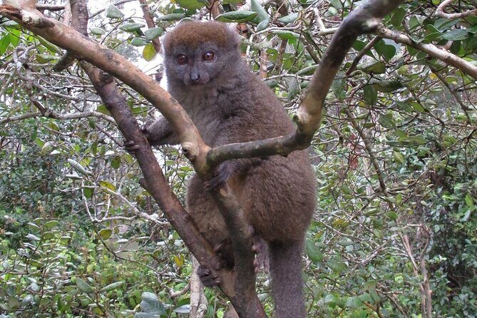 Private 9-Day Morondava Baobabs and Andasibe Lemurs Tour - Authentic Experiences and Traveler Insights
