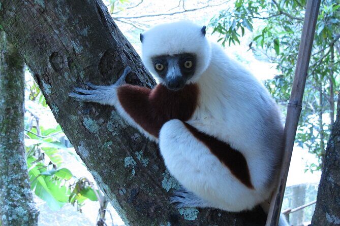Private 9-Day Morondava Baobabs and Andasibe Lemurs Tour - FAQs