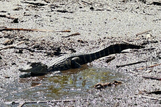 private-90-minutes-everglades-airboat-adventure