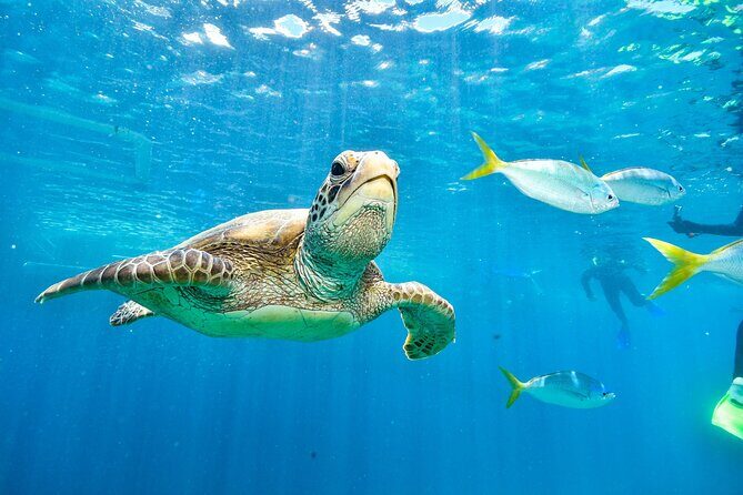Private Abu Dabbab Over Day Snorkeling with Turtles - Hurghada - Why This Tour Is a Great Choice