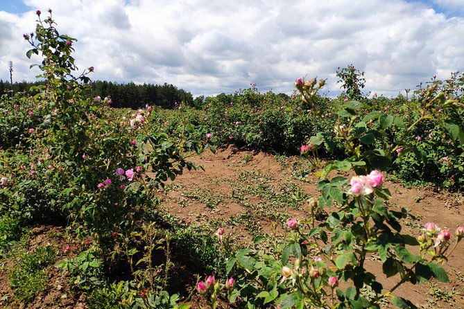 private-access-rose-festival-kazanlak-06-08-06-2025