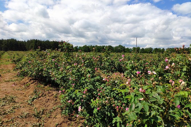 private-access-rose-festival-kazanlak-06-08-06-2025