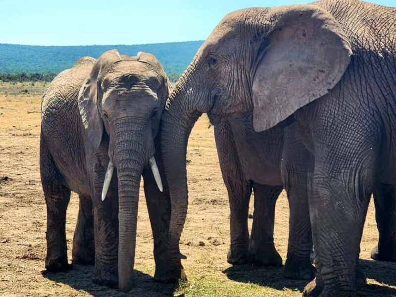Private Addo Elephant National Park Half Day Tour - Who Is This Tour Best For?