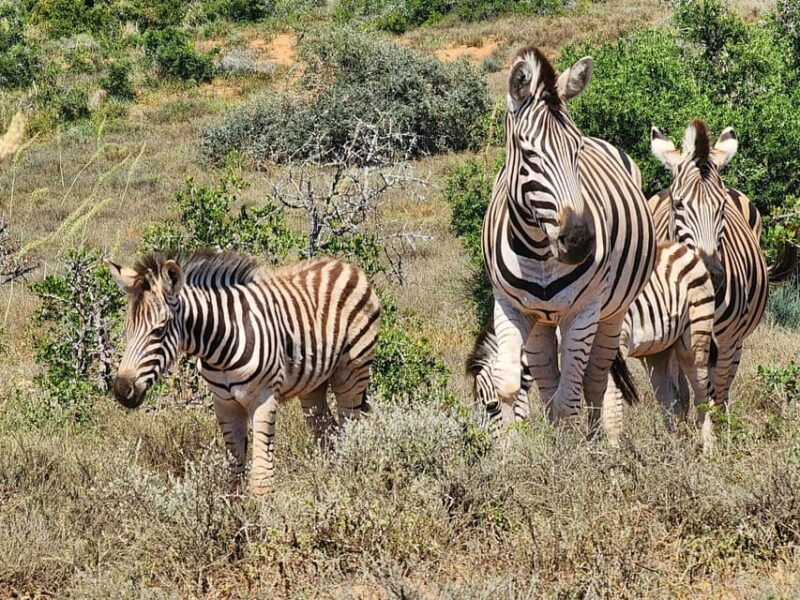 private-addo-elephant-national-park-half-day-tour