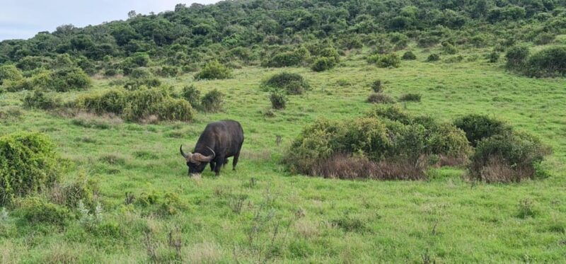 private-addo-elephant-national-park-half-day-tour