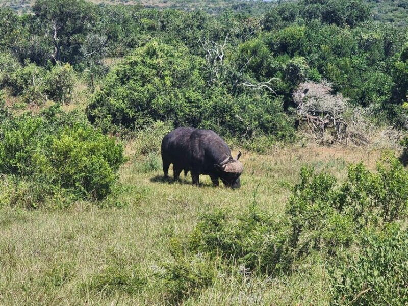 private-addo-elephant-national-park-half-day-tour