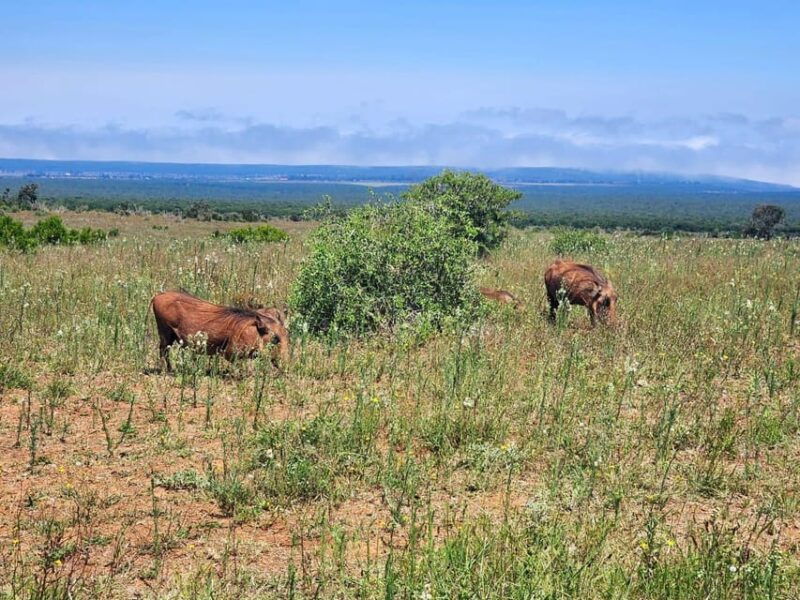 private-addo-elephant-national-park-half-day-tour