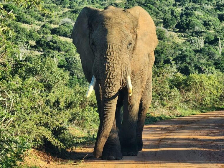 private-addo-elephant-national-park-half-day-tour