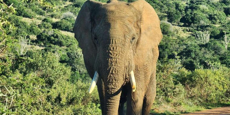 private-addo-elephant-national-park-half-day-tour