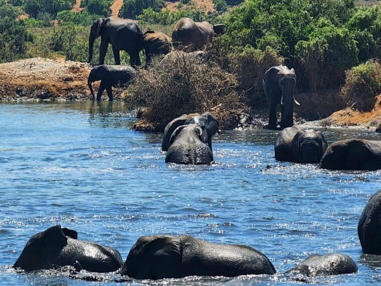 private-addo-elephant-national-park-half-day-tour