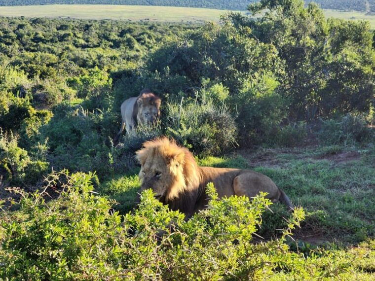 private-addo-elephant-national-park-half-day-tour