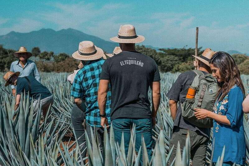 Private Adventure to Tequila and Tequila El Tequileño - The Itinerary in Detail: What You Can Expect