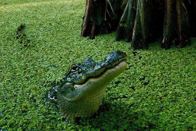 private-airboat-swamp-tour