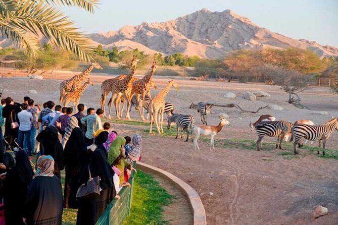 Private Al Ain Tour by 4x4 Vehicle with Zoo Tickets - Key Points