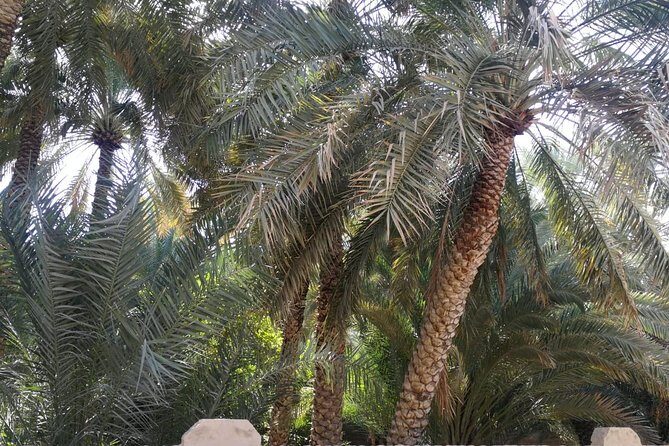 Private Al Ain tour from Dubai with professional Driver - Practical Aspects of the Tour