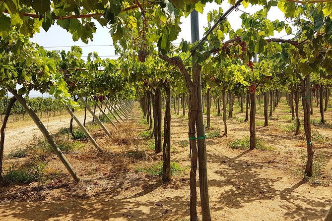 private-algarve-wines-route-2