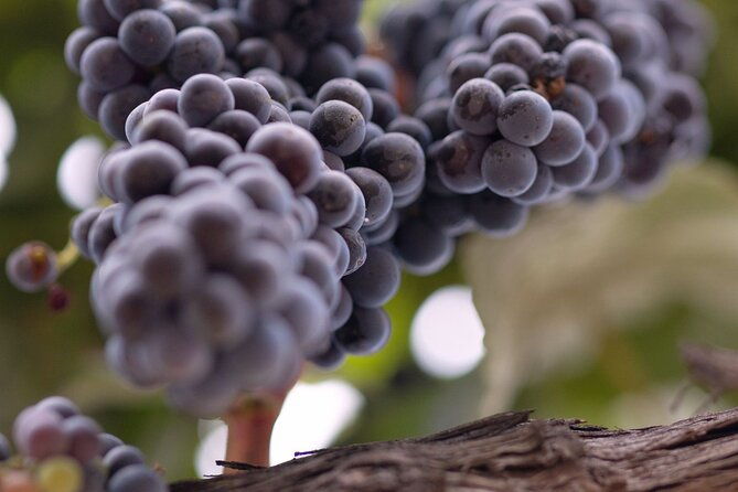 private-all-inclusive-santa-ynez-wine-tour-from-santa-barbara