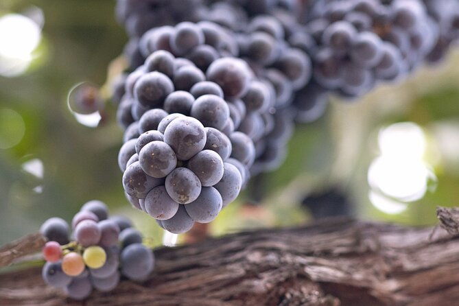 private-all-inclusive-santa-ynez-wine-tour-from-santa-ynez-valley