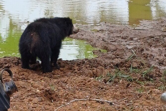 Private All-Inclusive Yala National Park Safari Bentota or Galle - Final Thoughts: Is It Worth It?