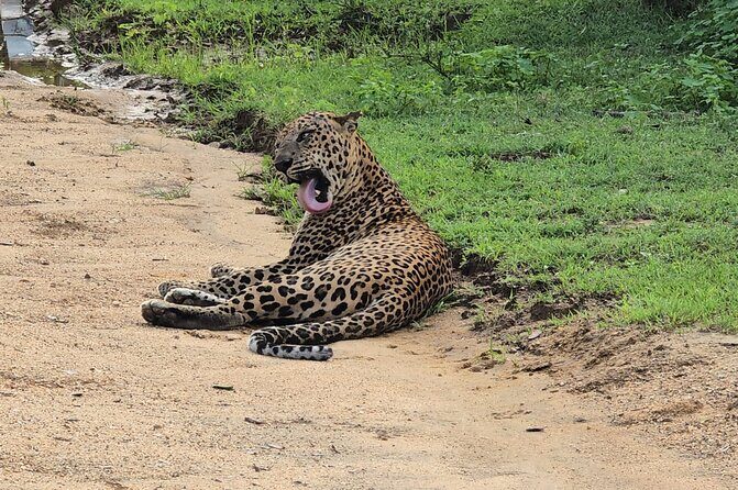 Private All-Inclusive Yala National Park Safari Bentota or Galle - FAQ