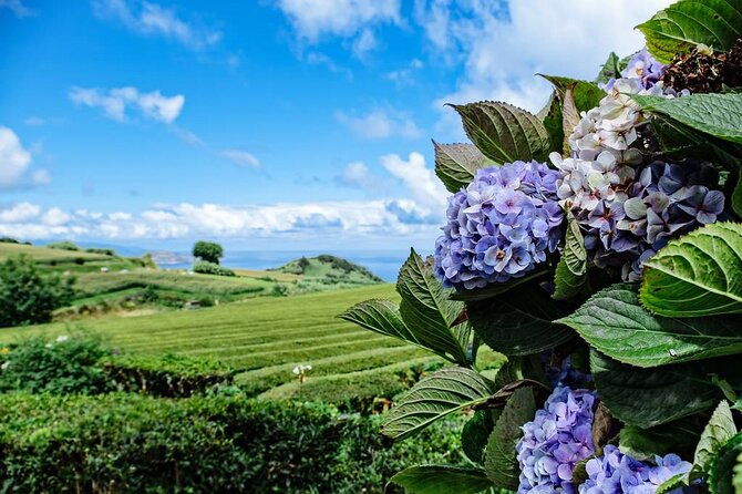 private-all-of-furnas-tea-plantation-ticket-to-beija-included