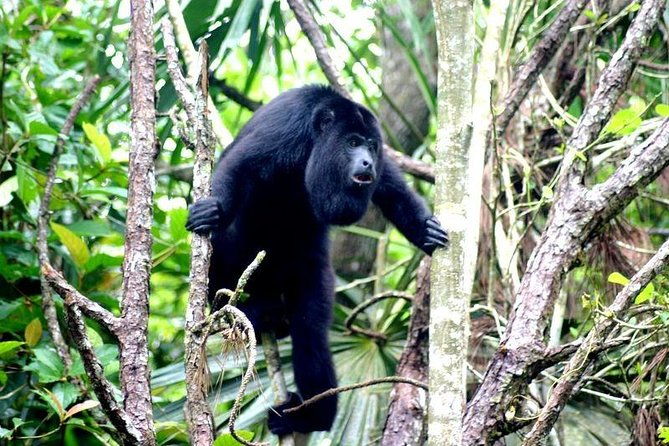 private-altun-ha-maya-and-howler-monkey-shore-excursion