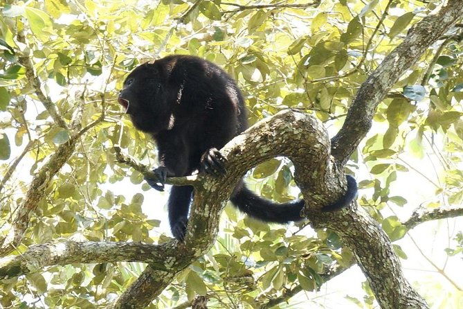 private-altun-ha-maya-ruin-howler-monkey-adventure-from-belize-city