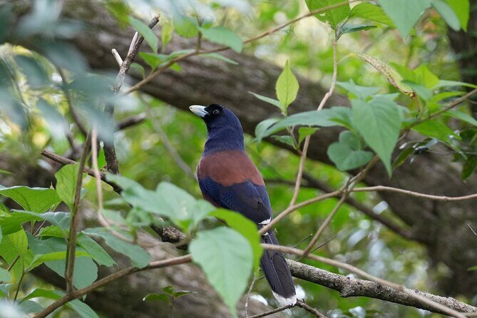 Private Amami Nature and Culture Experience - Exploring the Itinerary in Detail