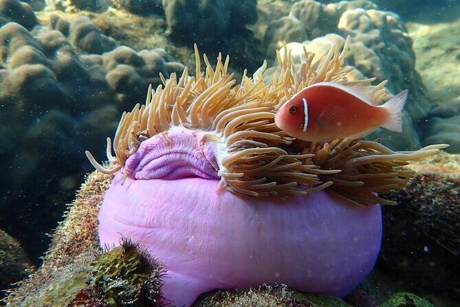 Private An Thoi Island Adventure with Cable Car and Snorkeling - The Practical Side: Transport, Timing, and Cost