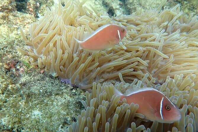 Private An Thoi Island Adventure with Cable Car and Snorkeling - Who Is This Tour Best For?