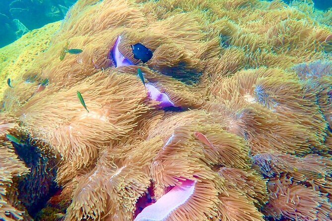 Private An Thoi Island Adventure with Cable Car and Snorkeling - FAQ