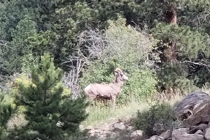 Private and Personalized Three Hour Morning Tour of Rocky Mountain National Park - Exploring the Rocky Mountain National Park with a Private Morning Tour