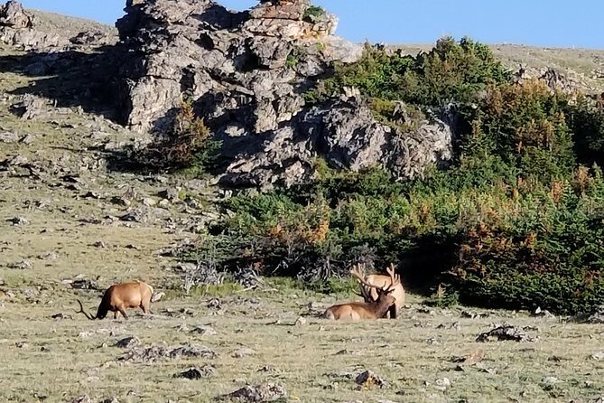 Private and Personalized Three Hour Morning Tour of Rocky Mountain National Park - Key Points