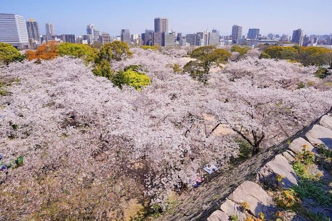 private-and-unique-fukuoka-cherry-blossom-sakura-experience