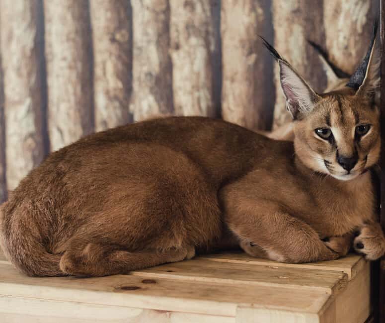Private Animal Lovers Tour  Half Day - Key Points