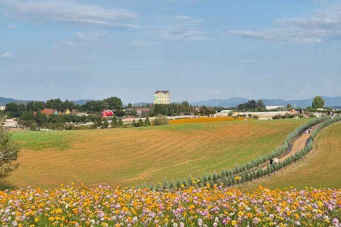 [Private] Anseong Farmland Flower Festival & Golden Buddha Temple - Key Points