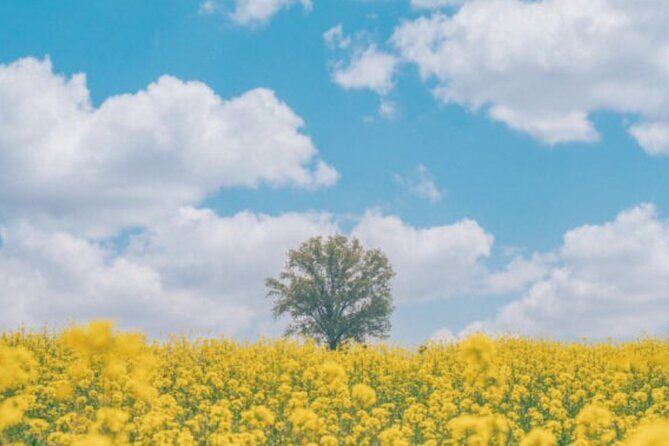 [Private] Anseong Farmland Flower Festival & Golden Buddha Temple - Authentic Experience Beyond the Crowds