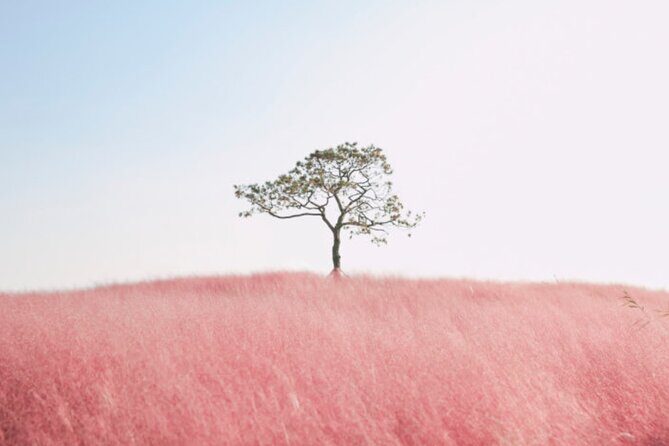 [Private] Anseong Farmland Flower Festival & Golden Buddha Temple - Final Thoughts