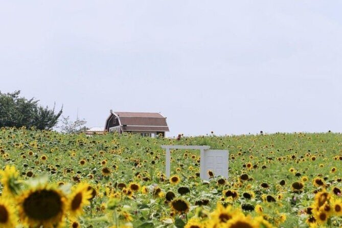 [Private] Anseong Farmland Flower Festival & Golden Buddha Temple - FAQ