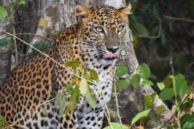 Private Anuradhapura & Wilpattu Safari Day Tour From Dambulla - Key Points